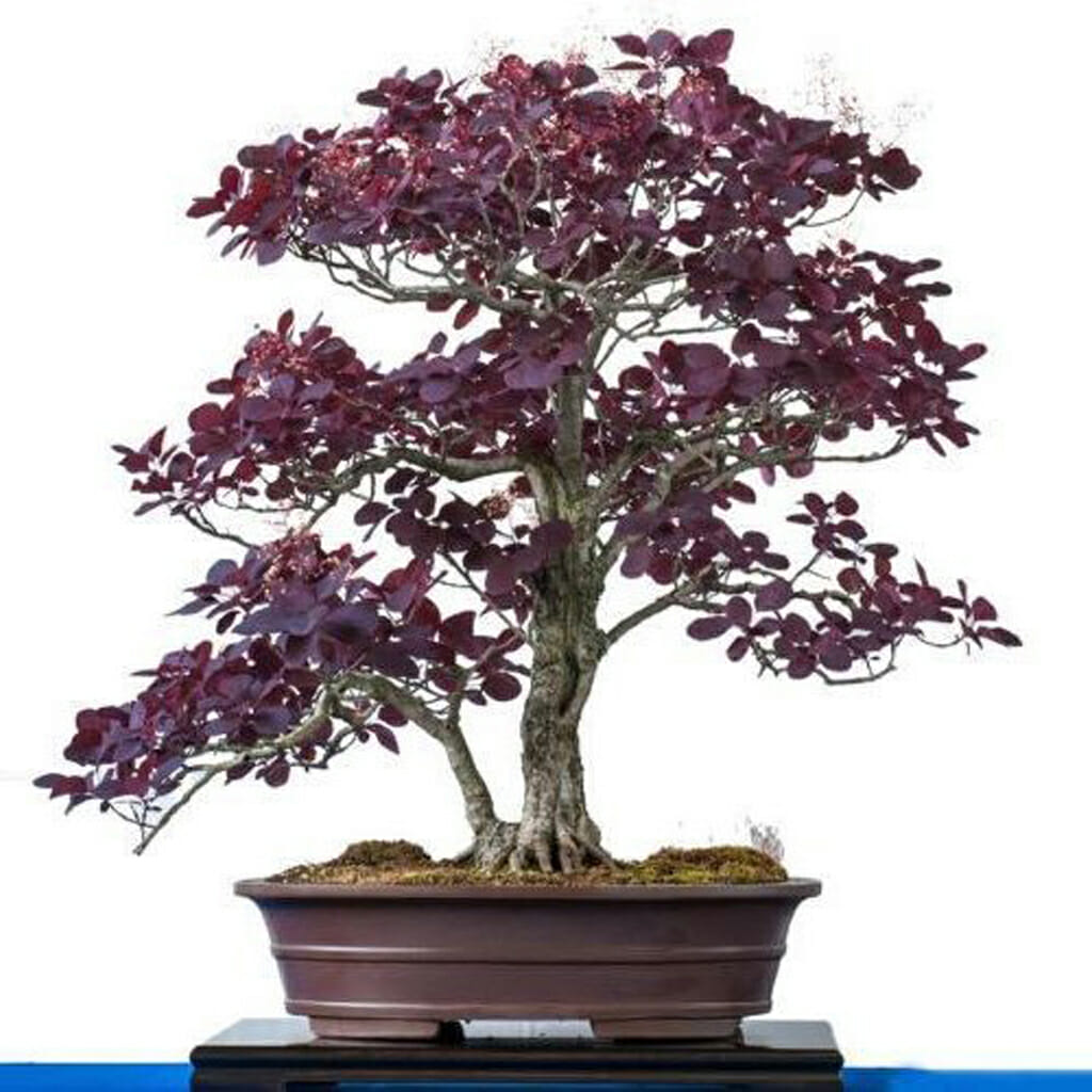 Purple Smoketree - Cotinus coggygria purpureus