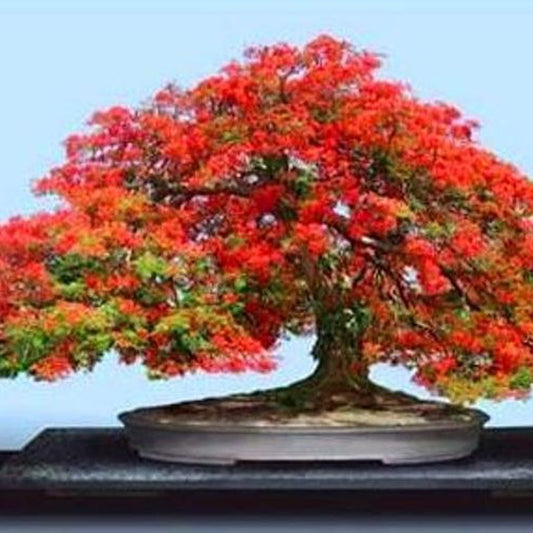 Royal Poinciana Delonix