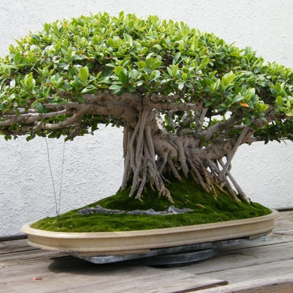bonsai banyan tree online india Indian Banyan - Ficus benghalensis
