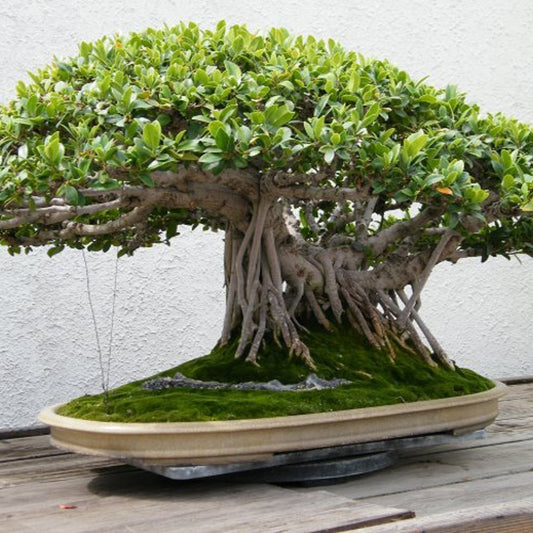 Indian Banyan Ficus