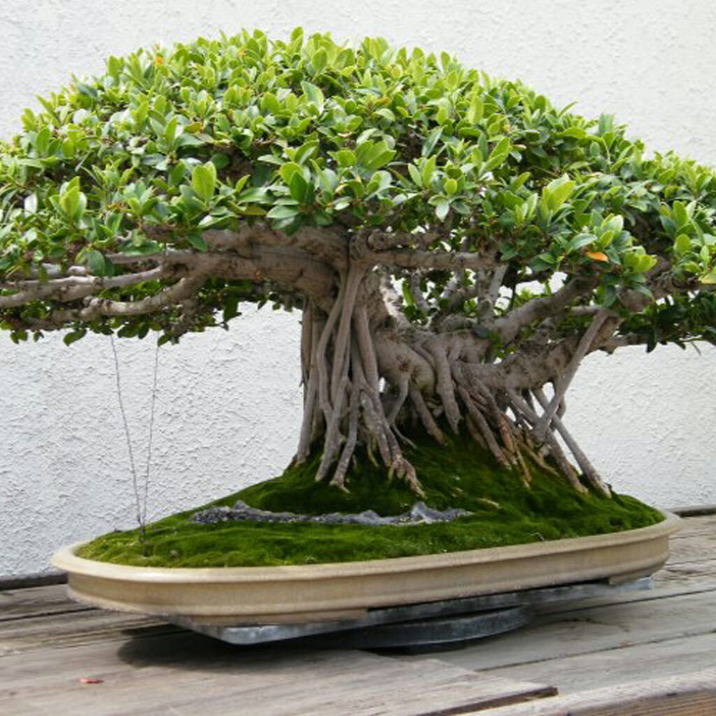 Indian Banyan - Ficus benghalensis