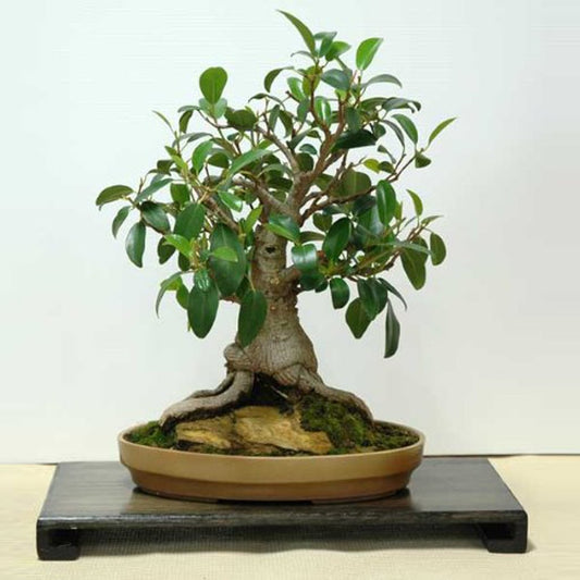 Moreton Bay Fig Ficus