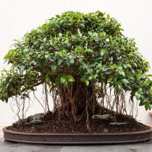 Small Leaved Fig Ficus