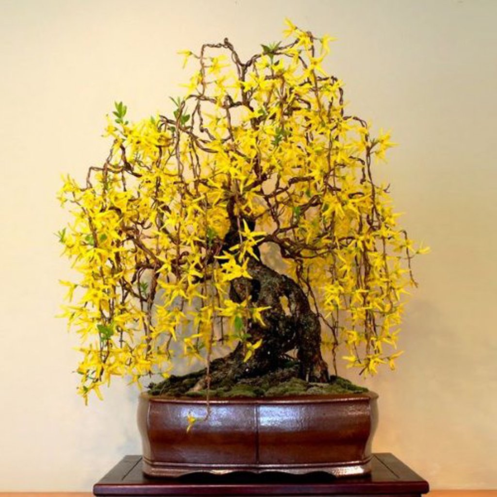 Weeping Forsythia Forsythia