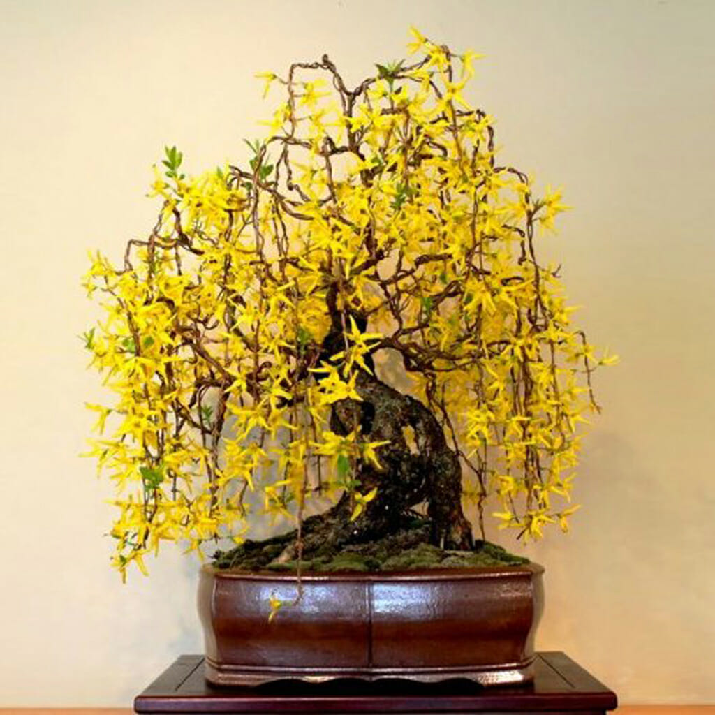 Weeping Forsythia - Forsythia suspensa