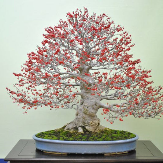 Finetooth Holly Ilex