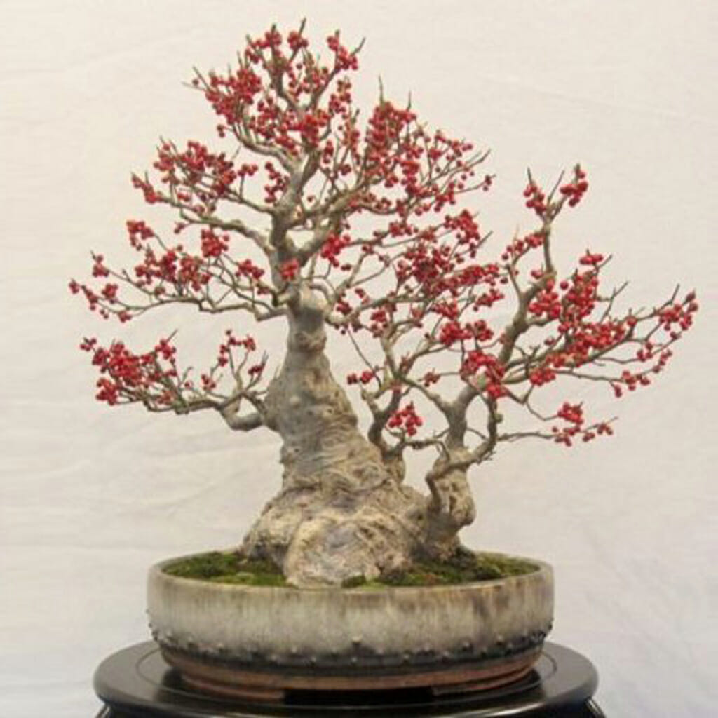 Winterberry Holly - Ilex verticillata