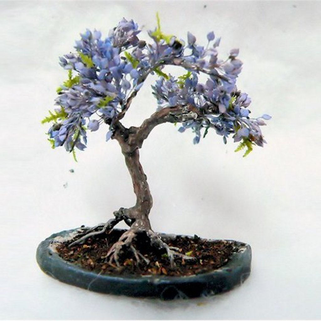 Blue Jacaranda Jacaranda