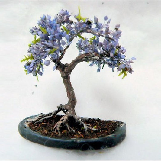 Blue Jacaranda Jacaranda