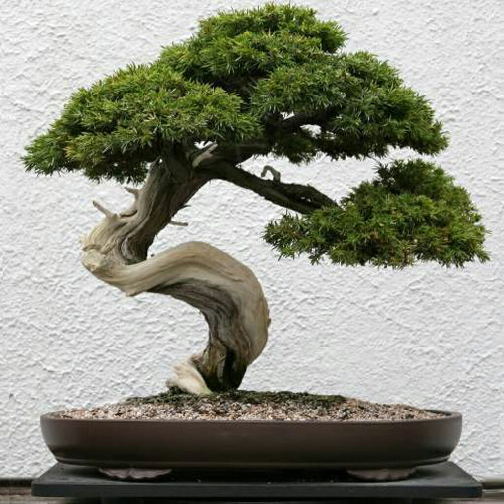 Common Juniper - Juniperus communis