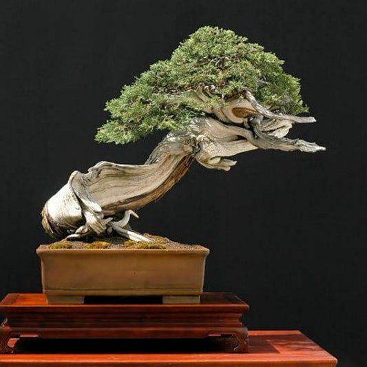 Rocky Mountain Juniper Juniperus
