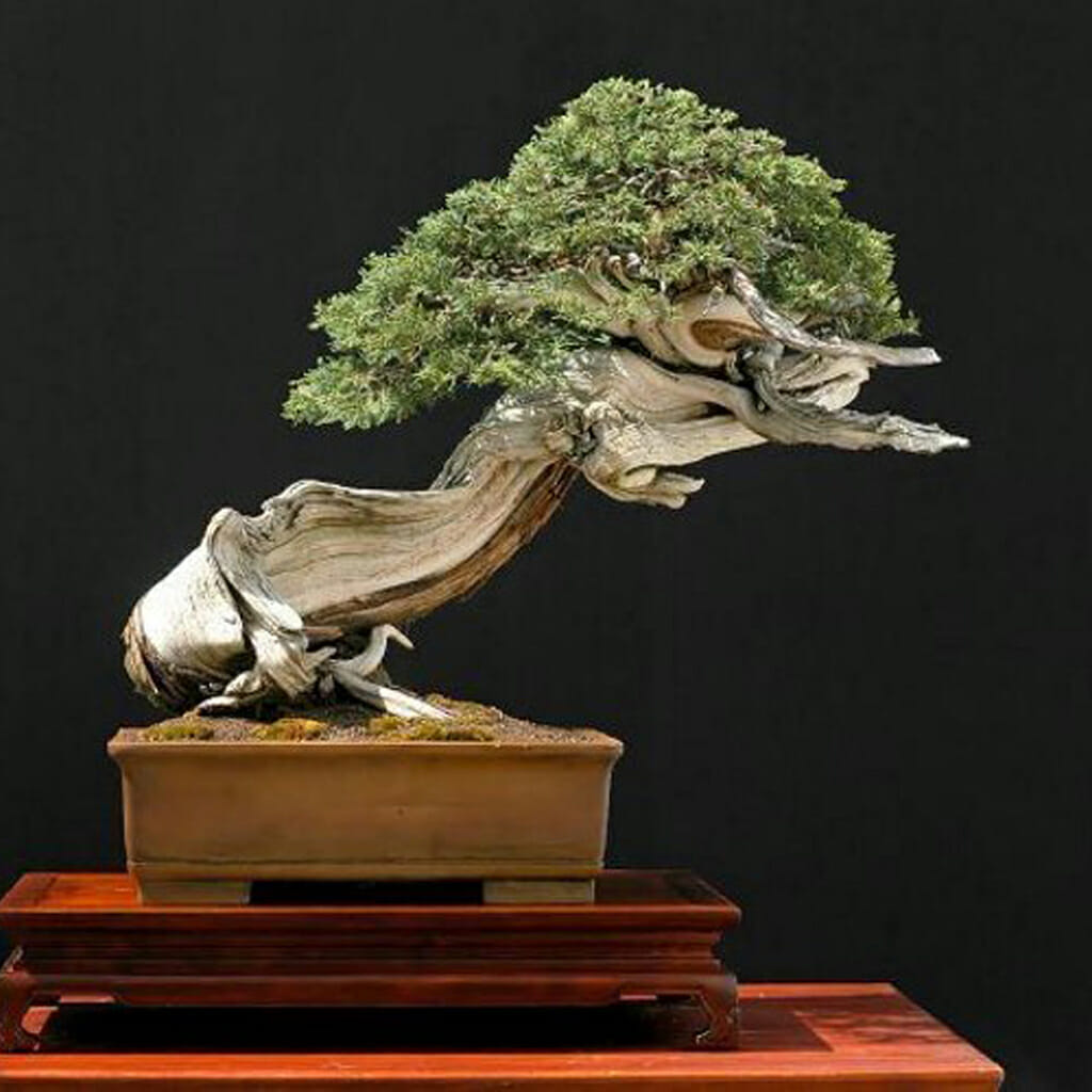 Rocky Mountain Juniper - Juniperus scopularum