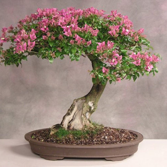 Crepe Myrtle Lagerstroemia