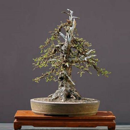 European Larch Larix