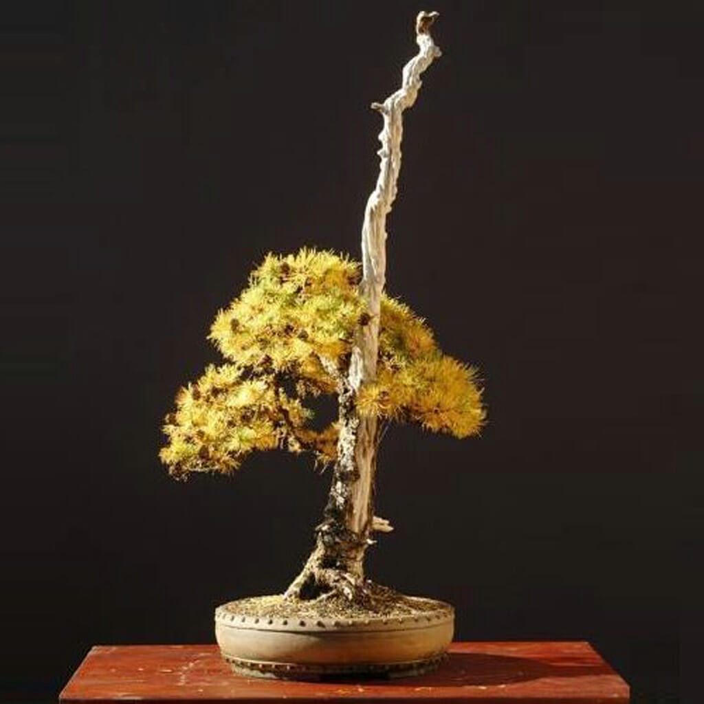 Japanese Larch - Larix kaempferi