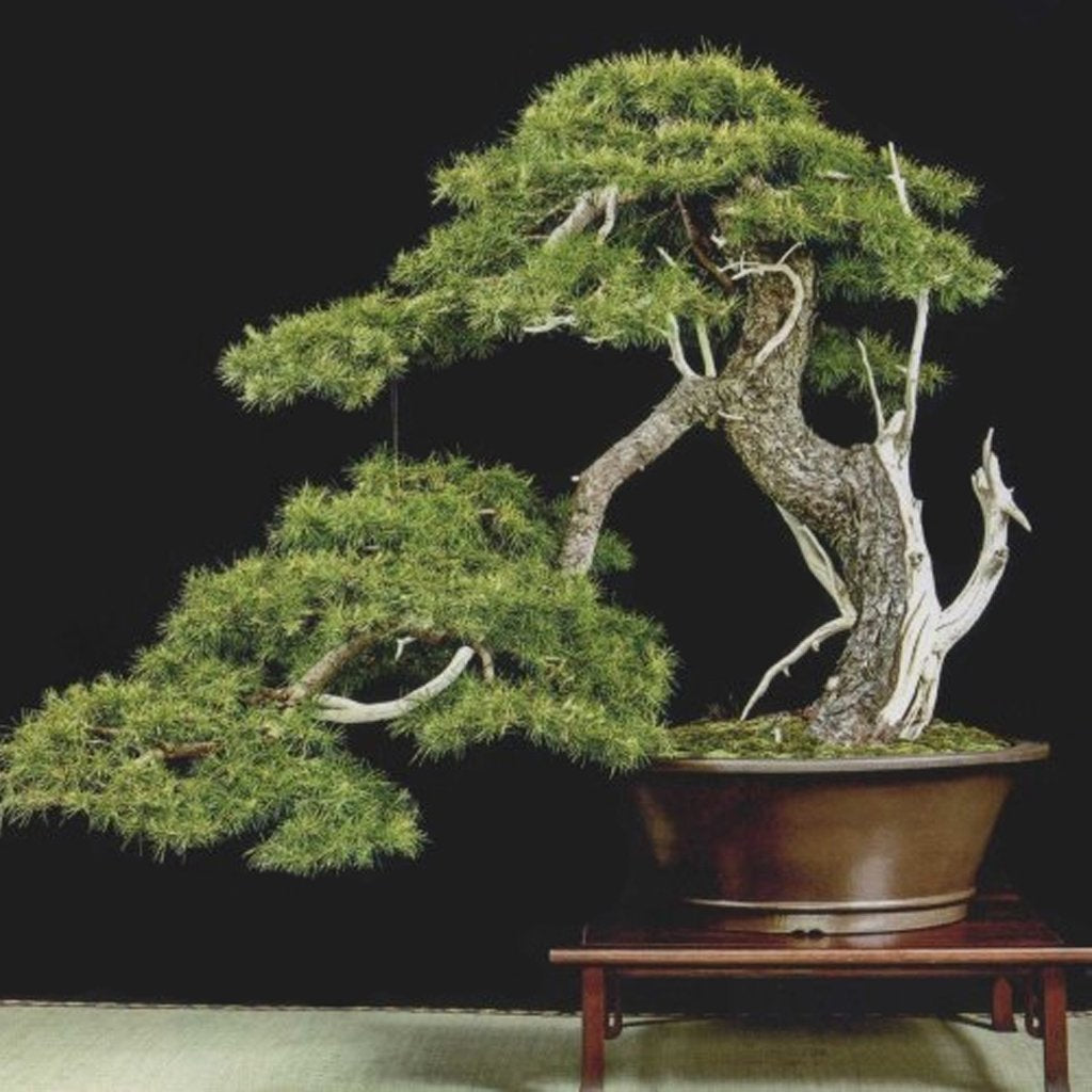 American Larch Larix