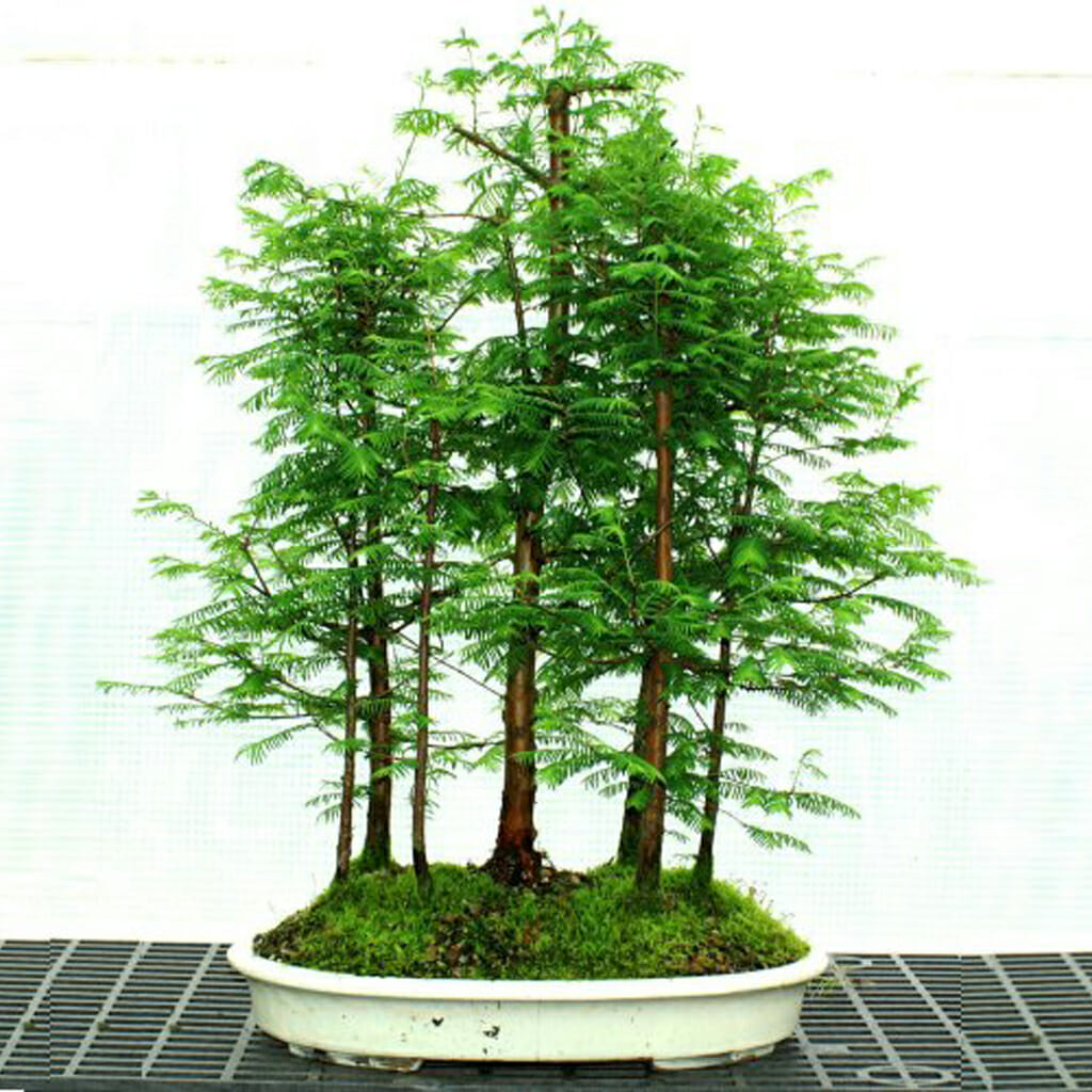 Dawn Redwood - Metasequoia glyptostroboides