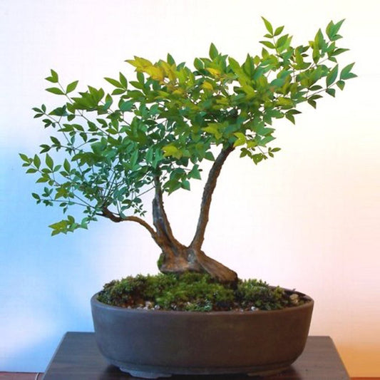 Sacred Bamboo Nandina