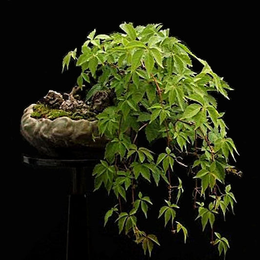 Boston Ivy Parthenocissus