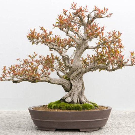 Dwarf Pomegranate Punica