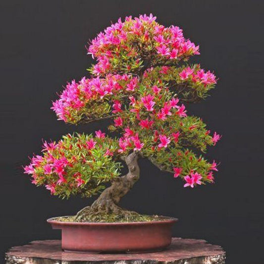 Mountain Azalea Rhododendron