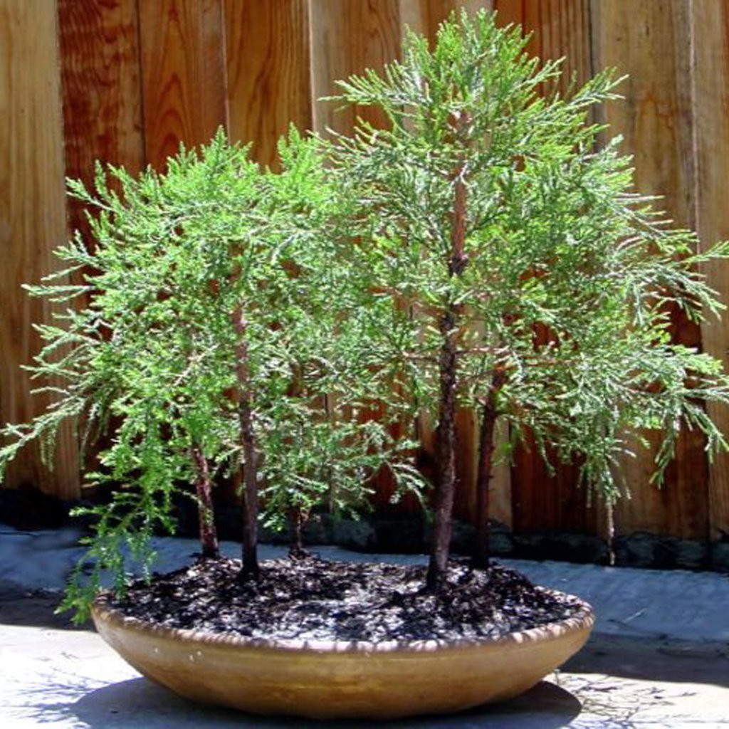 Giant Sequoia Sequoiadendron