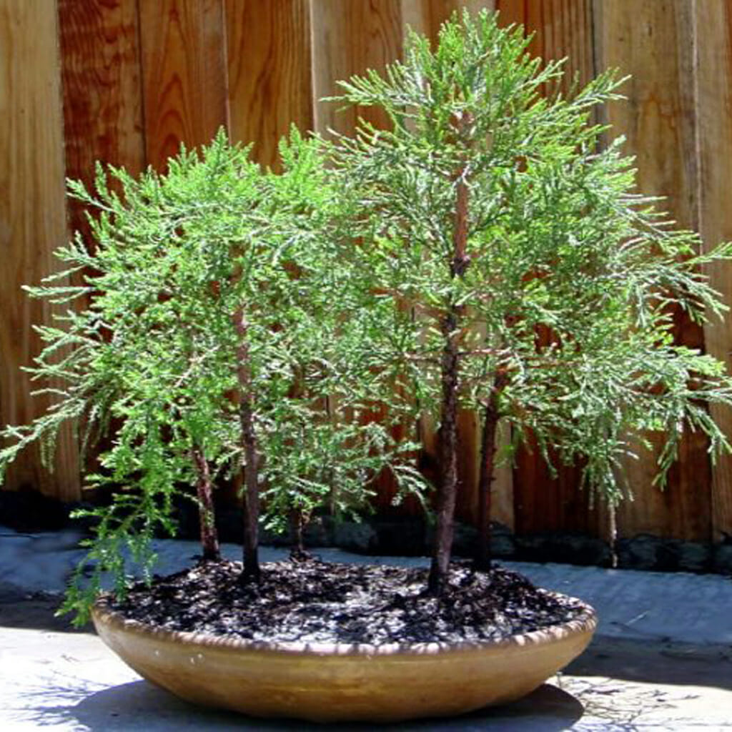 Giant Sequoia - Sequoiadendron giganteum
