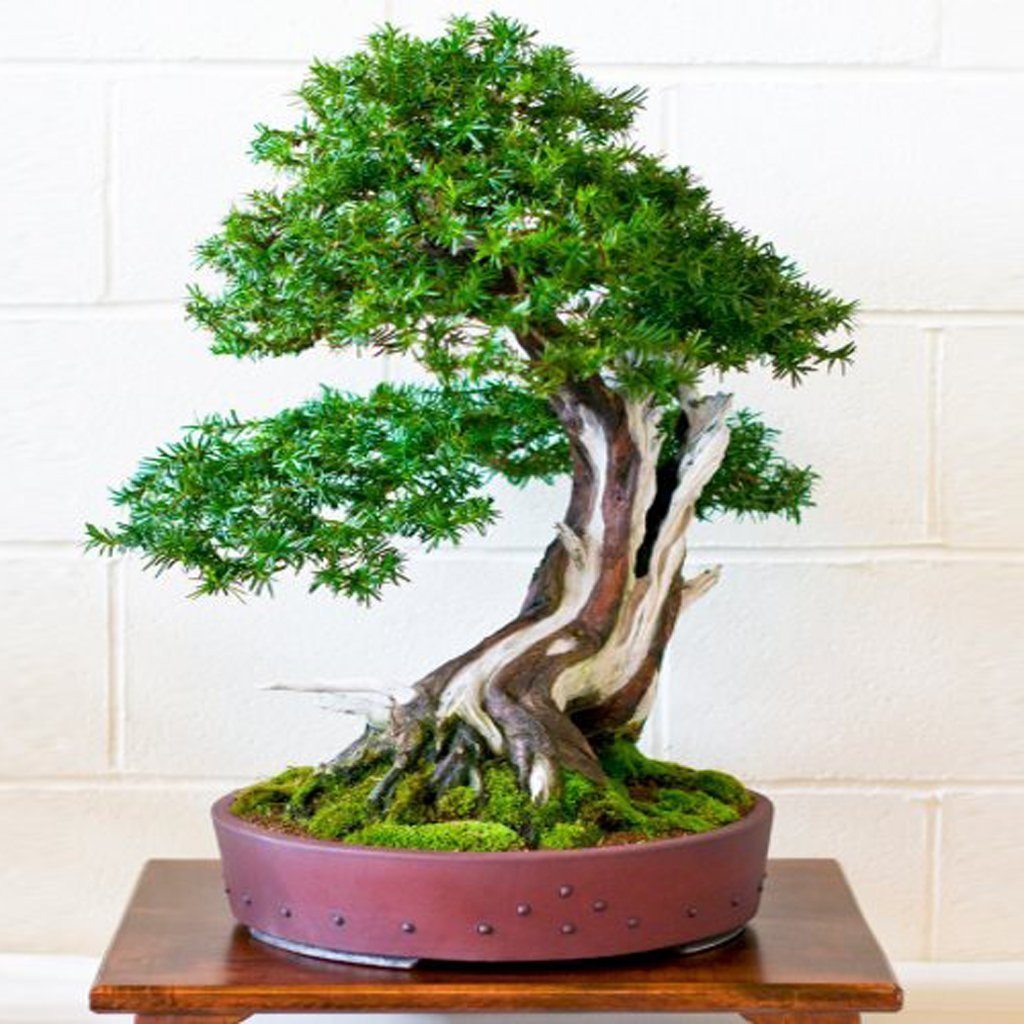 yew bonsai tree for sale English Yew