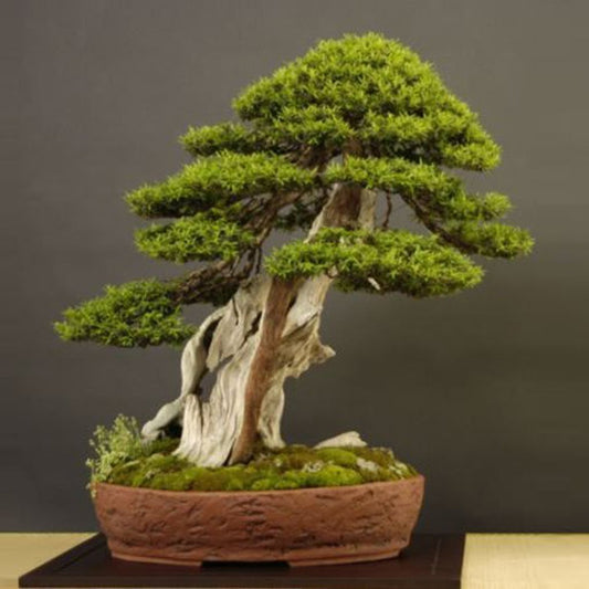 Japanese Yew Taxus