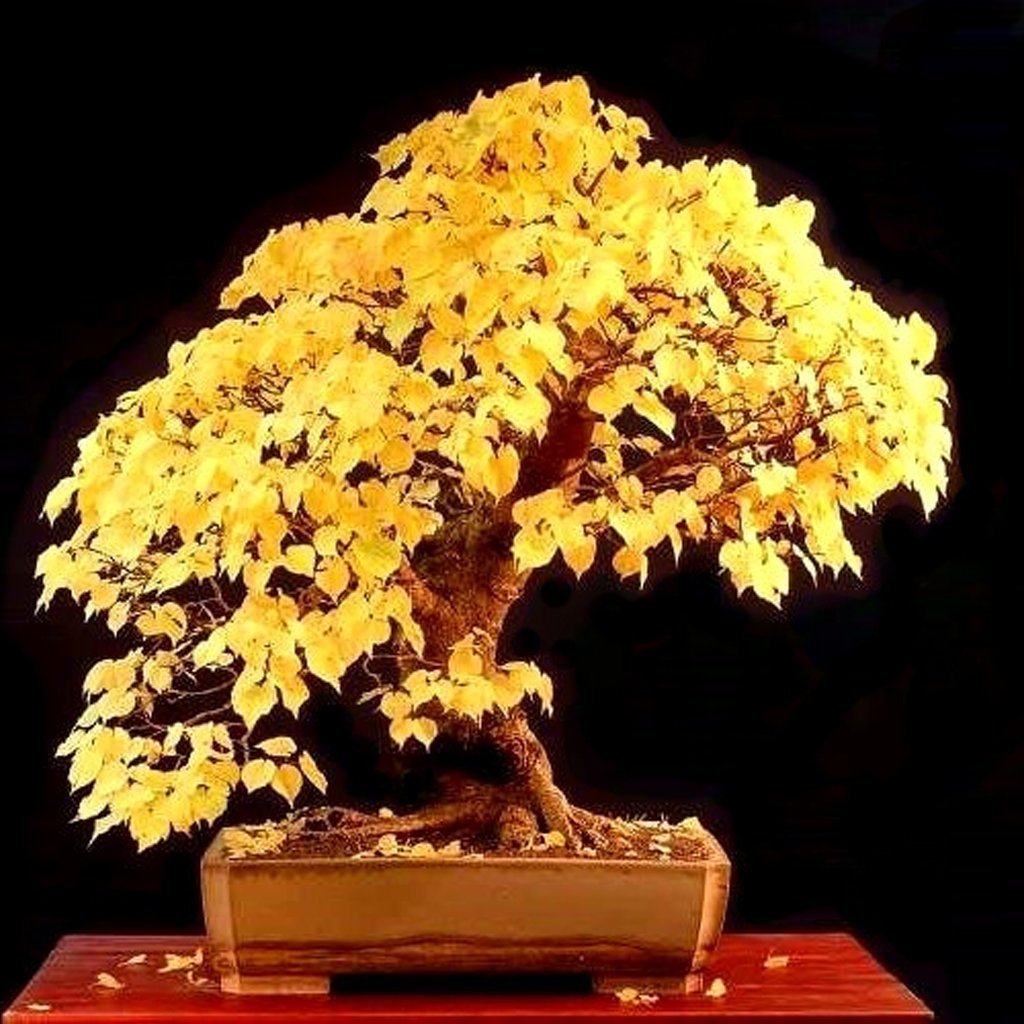 Little Leaf Lime Tilia