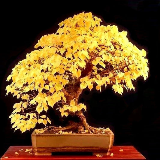 Little Leaf Lime Tilia
