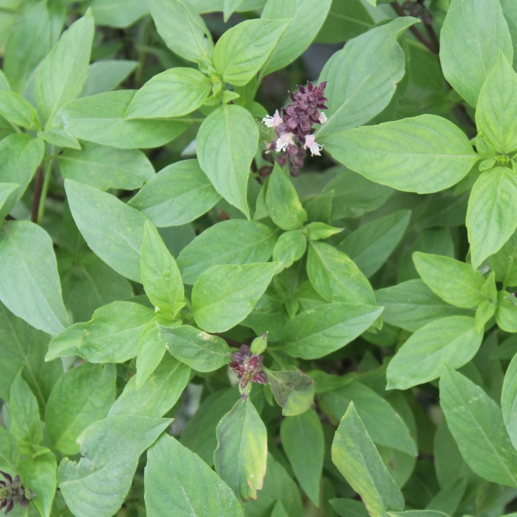 BASIL Clove Scented Buy Online at Seeds Of Plenty Seeds of