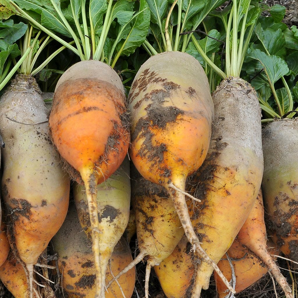 BEETROOT - Red Mammoth - Beta vulgaris