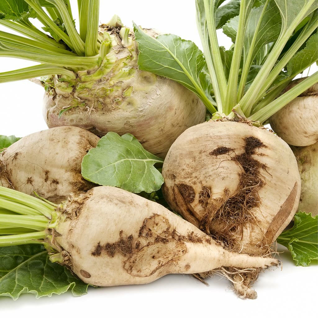 BEETROOT - Sugar Beet - Beta vulgaris