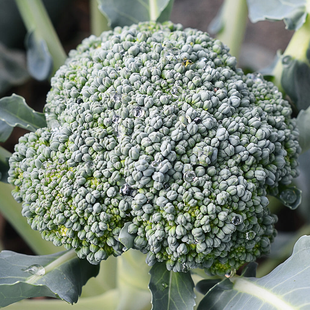 BROCCOLI - Di Cicco - Brassica oleracea