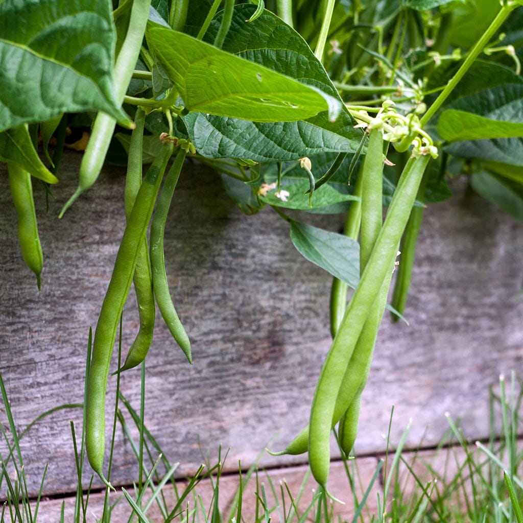 jade bush bean planting BUSH BEAN - Jade