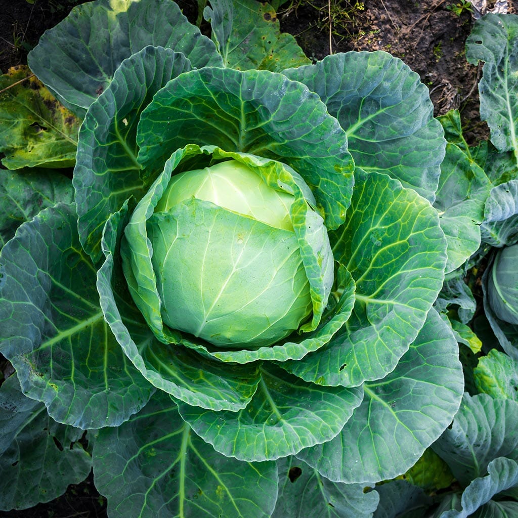 CABBAGE - Danish Ballhead - Brassica oleracea