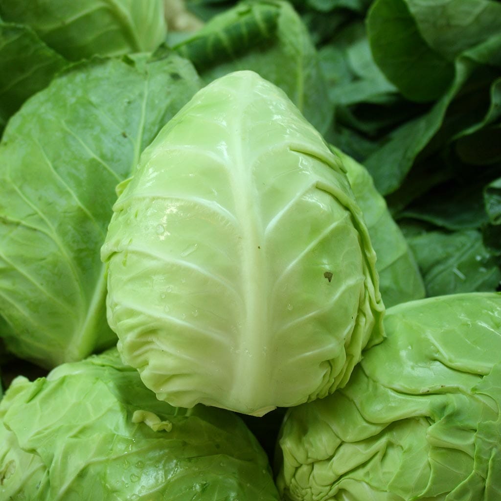 CABBAGE - Early Jersey Wakefield - Brassica oleracea