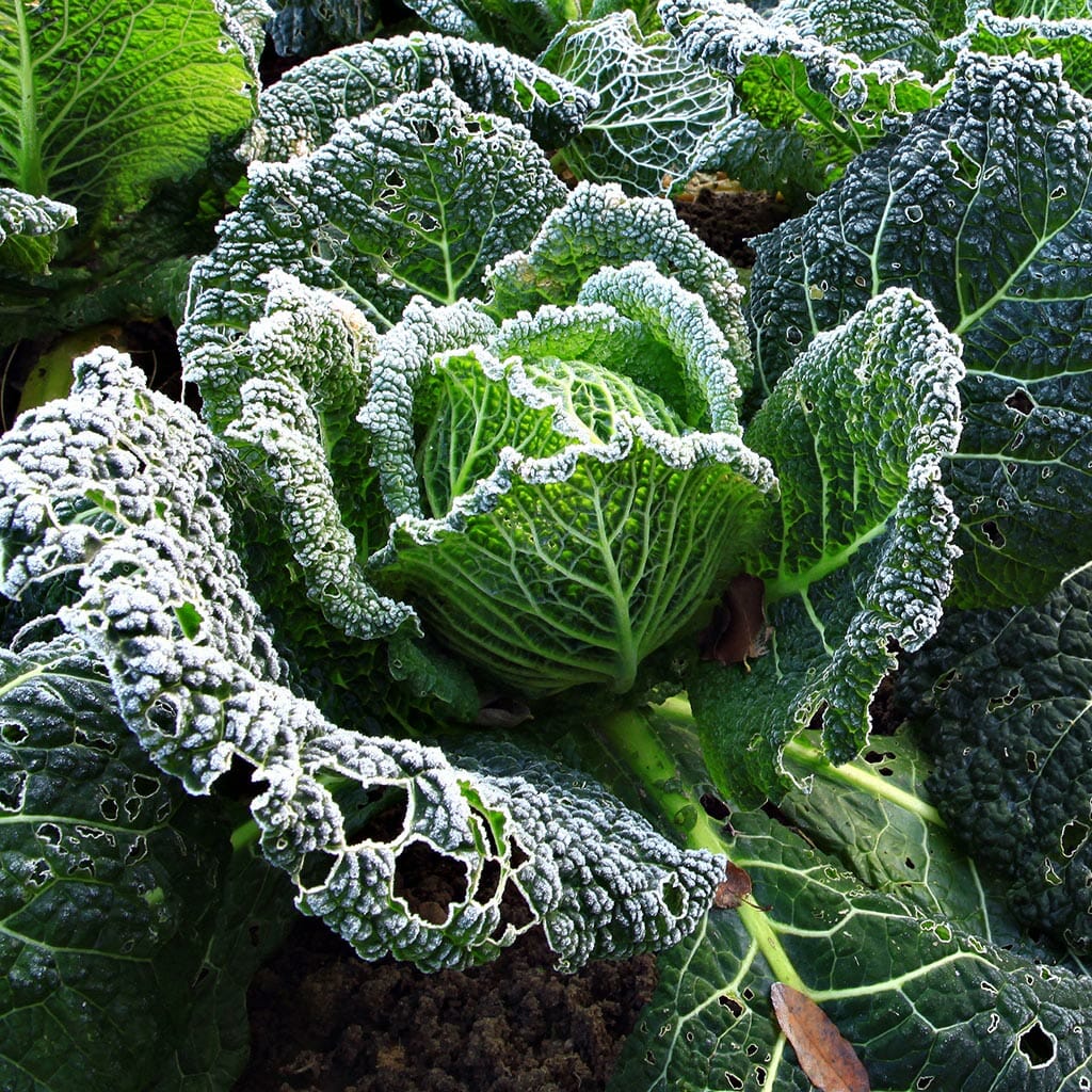 CABBAGE - Savoy - Brassica oleracea