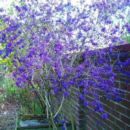 Purple Beautyberry - Callicarpa dichotoma