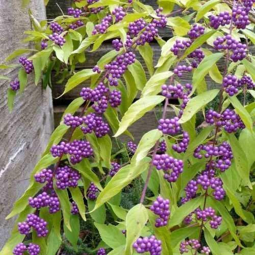 Purple Beautyberry - Callicarpa dichotoma