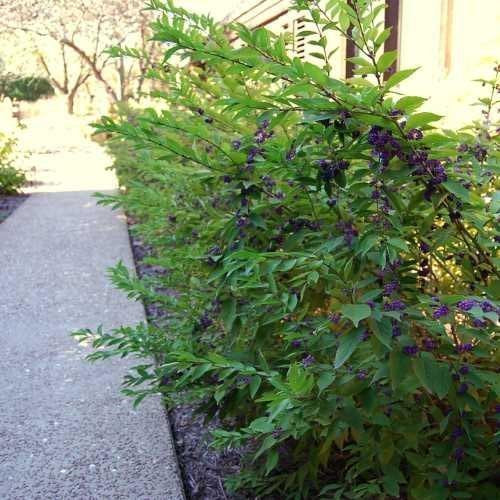 Purple Beautyberry - Callicarpa dichotoma