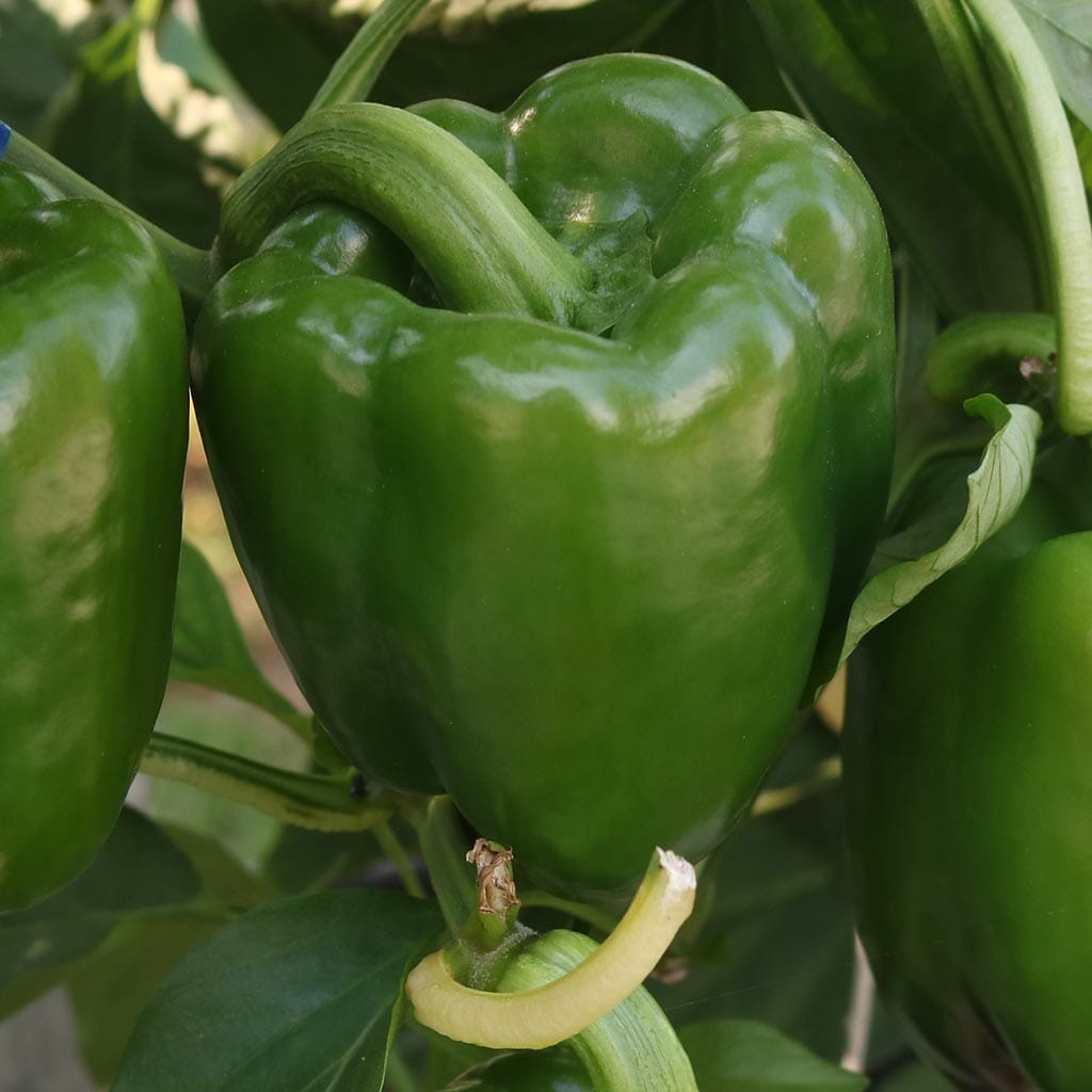 CAPSICUM - Emerald Giant - Capsicum annuum