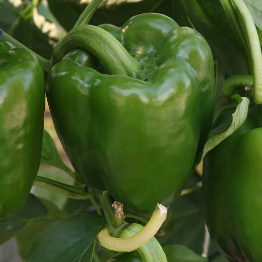 CAPSICUM - Emerald Giant  - Capsicum annuum