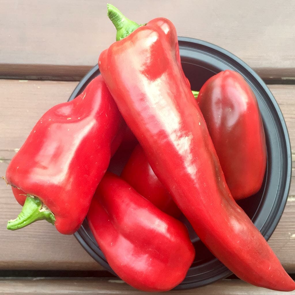 CAPSICUM - Jimmy Nardello - Capsicum annuum