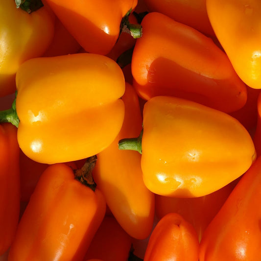 CAPSICUM - Mini Orange  - Capsicum annuum