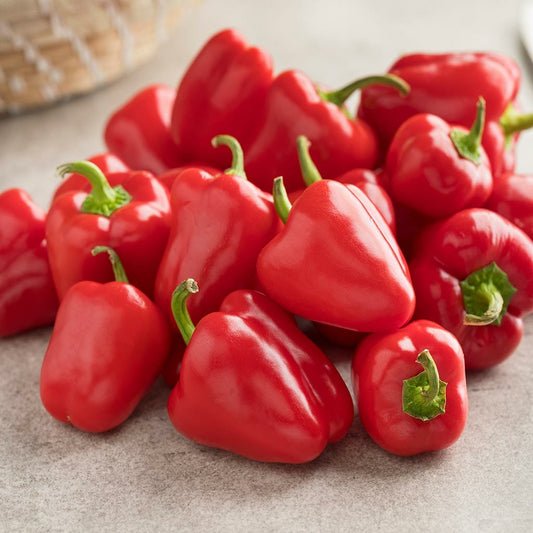 CAPSICUM - Mini Red  - Capsicum annuum
