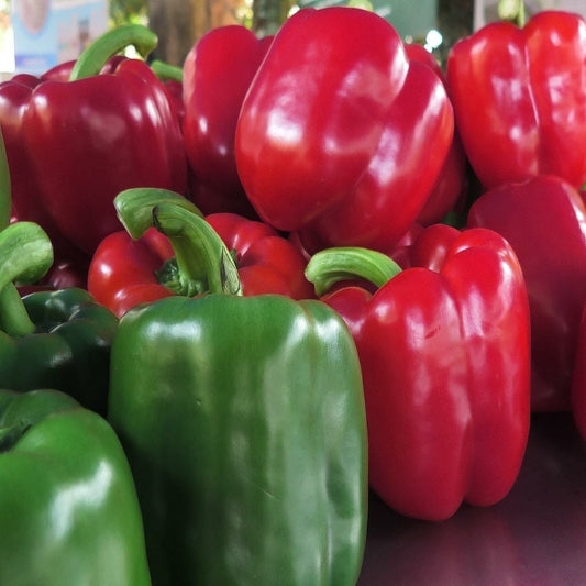 CAPSICUM - Yolo Wonder  - Capsicum annuum