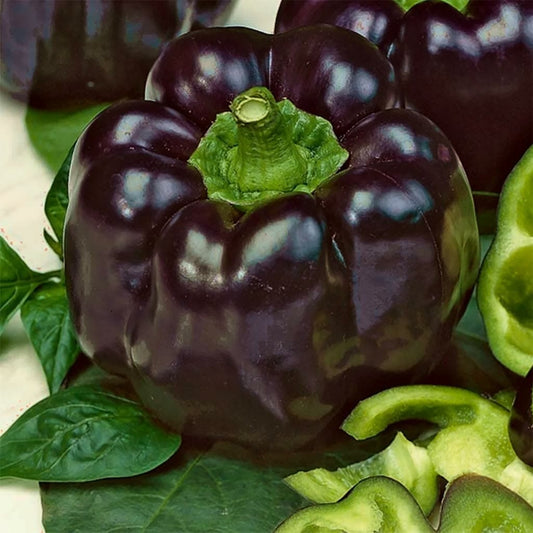 CAPSICUM - Zulu  - Capsicum annuum