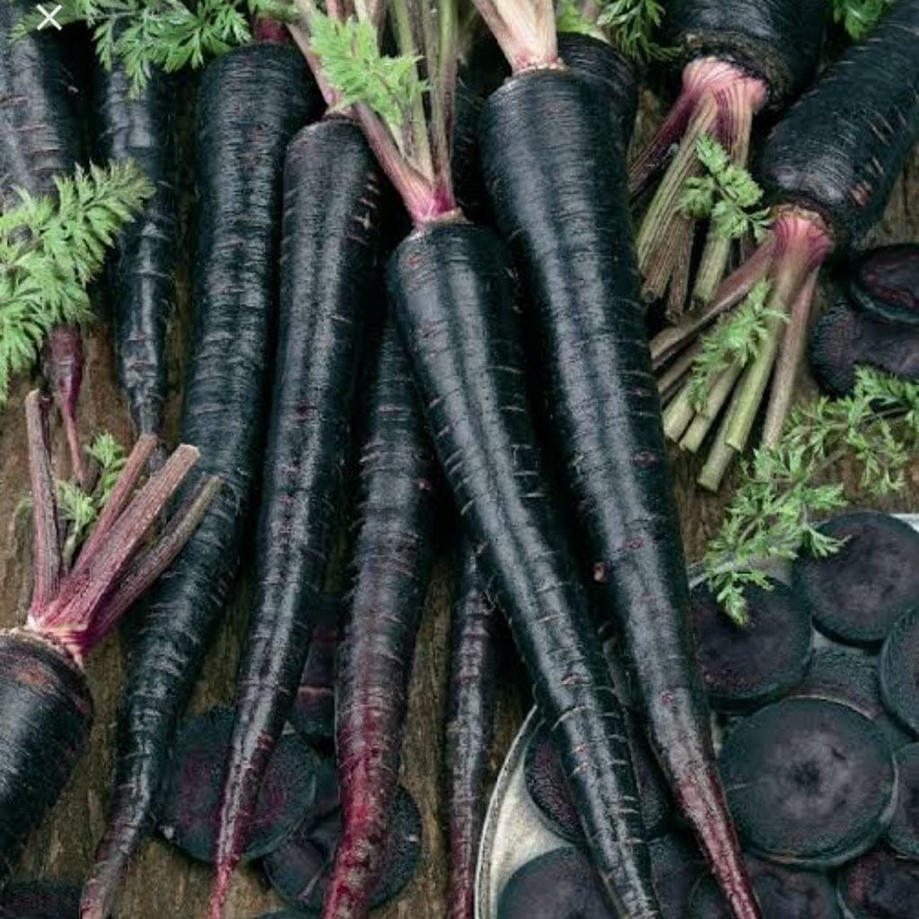 CARROT - Black Nebula - Daucus carota